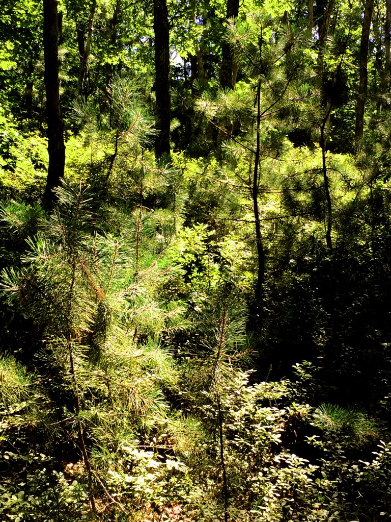 MARTHA'S VINYARD: TREES