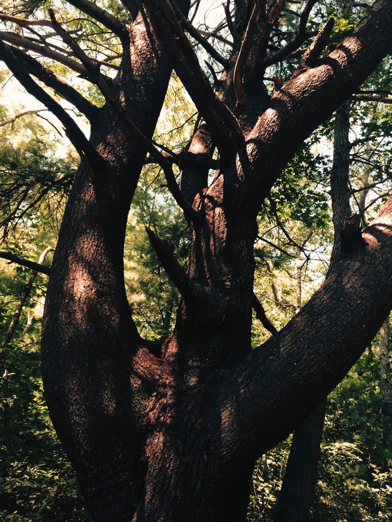 MARTHA'S VINYARD: PINE TREE