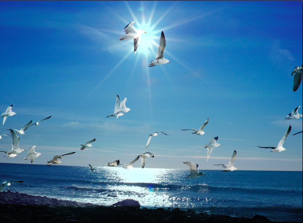 MARTHA'S VINYARD: SEAGULLS