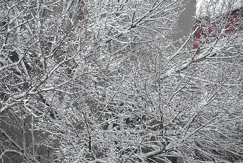 TREE IN SNOW