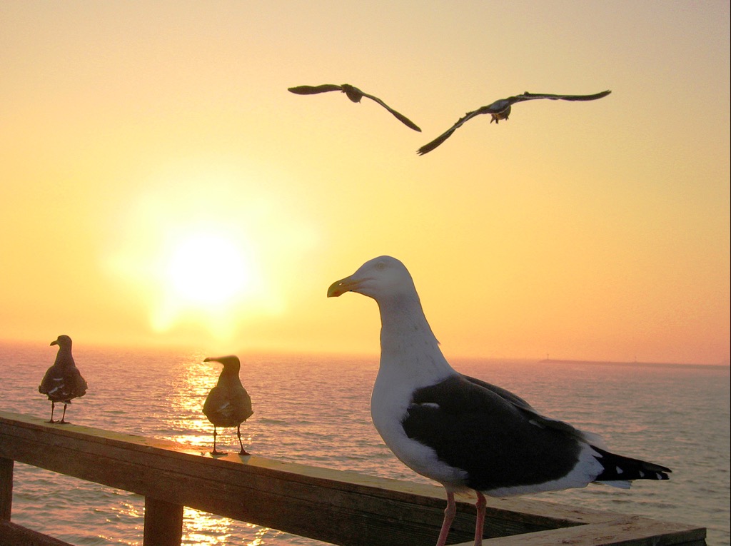 CALIFORNIA: SEA GULLS, SANTA MONICA. FOR BOB