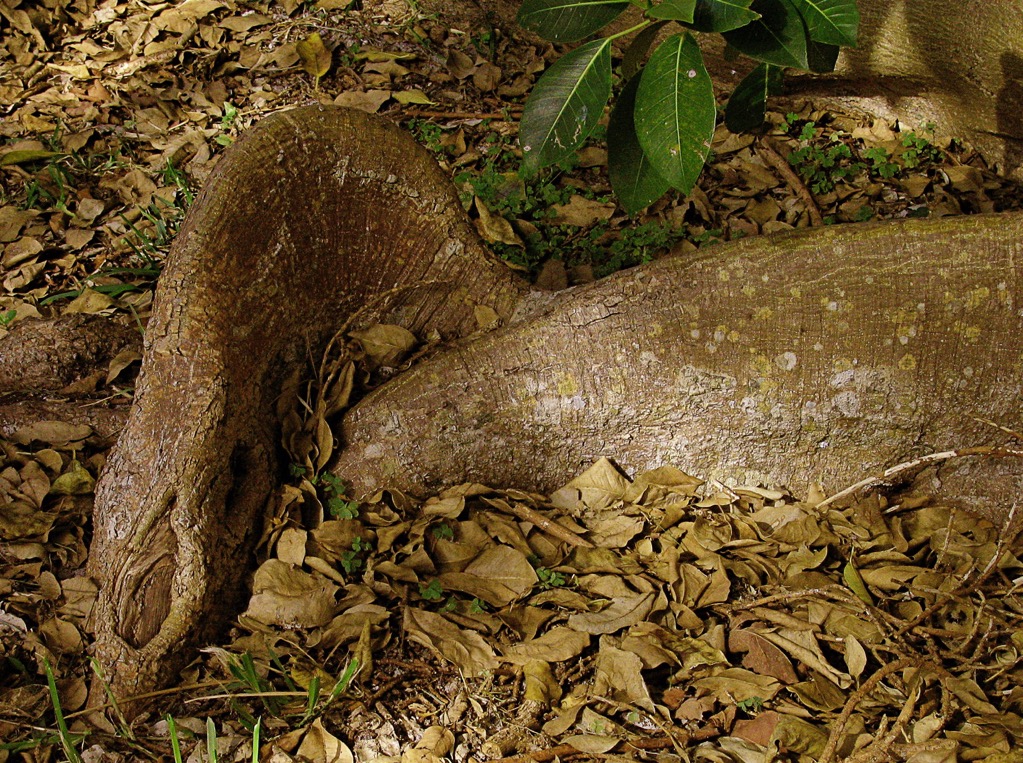 FLORIDA: MALE TREE